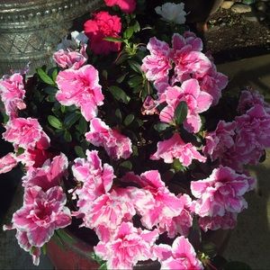 Meet your Posher, Ro