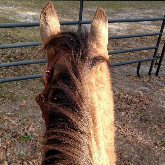 Meet your Posher, Melissa - Picture 1 of 1