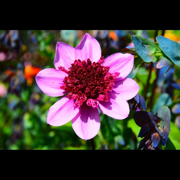 Meet your Posher, Julie