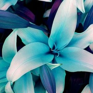 Meet your Posher, Kara