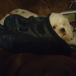 Meet your Posher, Tracy