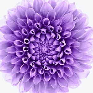 Meet your Posher, Shazia