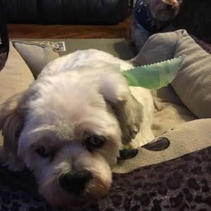 Meet your Posher, Ana