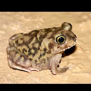 Meet your Posher, Daphne