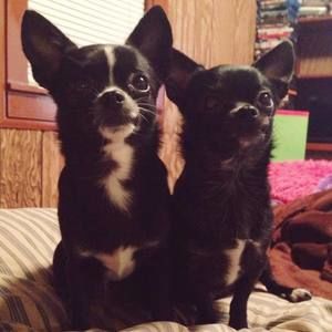 Meet your Posher, Heidi