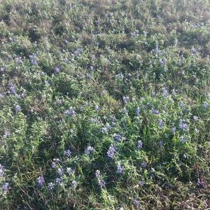 Meet your Posher, Elva