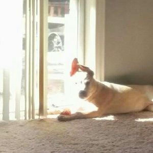 Meet your Posher, Dianne