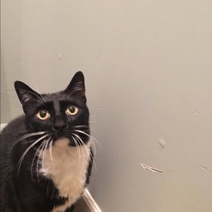 Meet your Posher, Madison