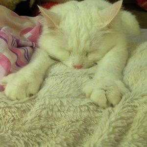 Meet your Posher, Rose