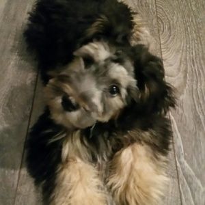 Meet your Posher, Benji