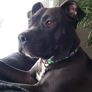 Meet your Posher, Ann