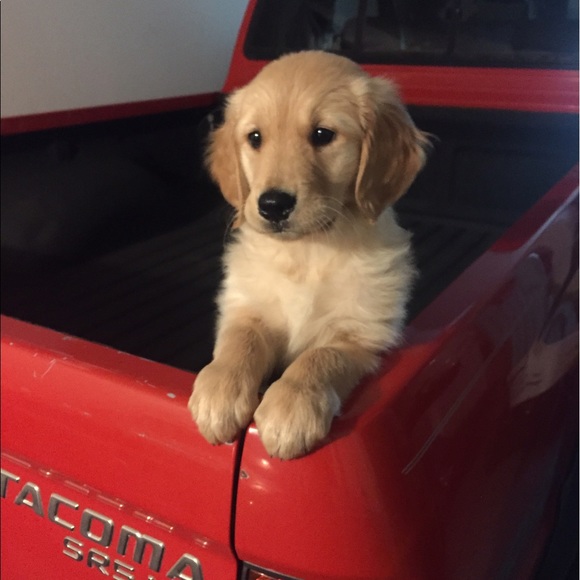 Meet your Posher, Laura - Picture 3 of 4