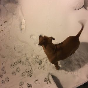 Meet your Posher, Rose