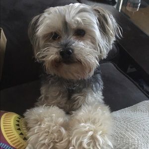 Meet your Posher, Elizabeth