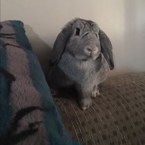 Meet your Posher, Samantha