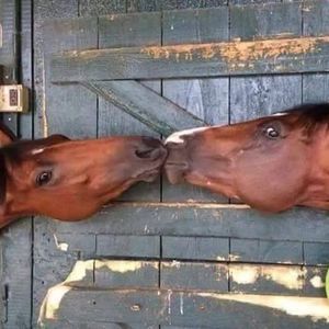 Meet your Posher, Joni