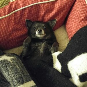 Meet your Posher, Josh