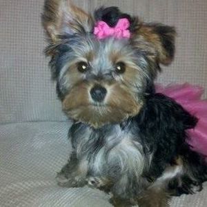 Meet your Posher, Debbie