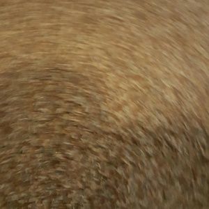 Meet your Posher, Lindsey