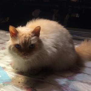 Meet your Posher, Roscoe