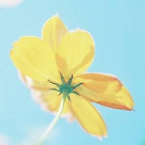 Meet your Posher, Candy