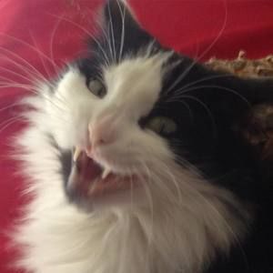 Meet your Posher, Elsa