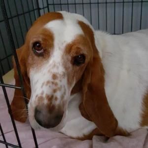 Meet your Posher, Debbie syracuse