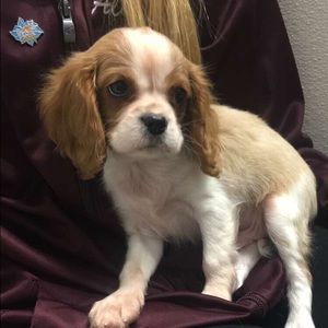 Meet your Posher, Haley