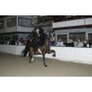 Meet your Posher, Molly