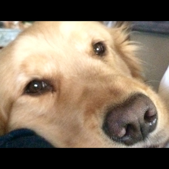 Meet your Posher, Dawn