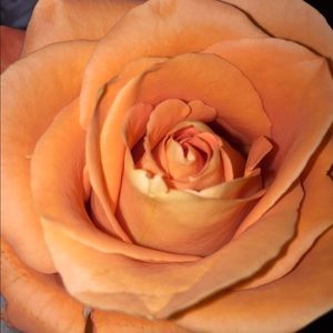 Meet your Posher, Dolores