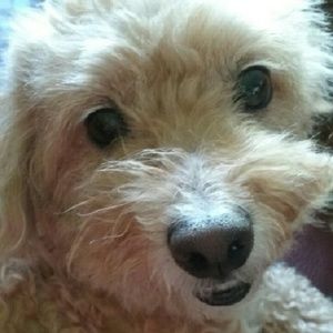 Meet your Posher, Ann