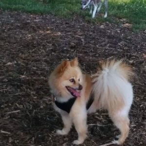 Meet your Posher, Sharon