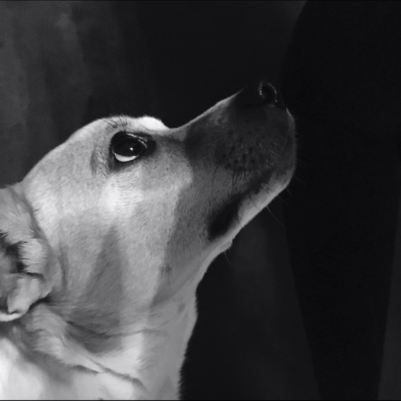Meet your Posher, Lily