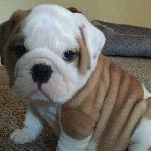 Meet your Posher, Peggy