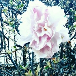 Meet your Posher, Lesley