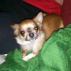 Meet your Posher, Mignon