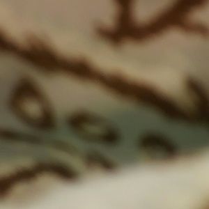 Meet your Posher, Patricia