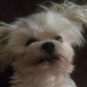 Meet your Posher, Lorrie