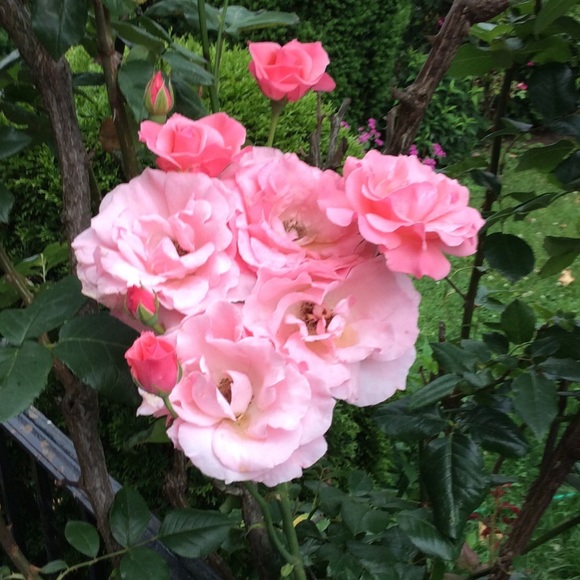 Meet your Posher, Lisa - Picture 2 of 8