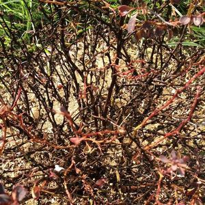 Meet your Posher, Jewel