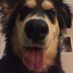 Meet your Posher, Sam