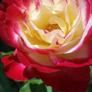 Meet your Posher, Jean