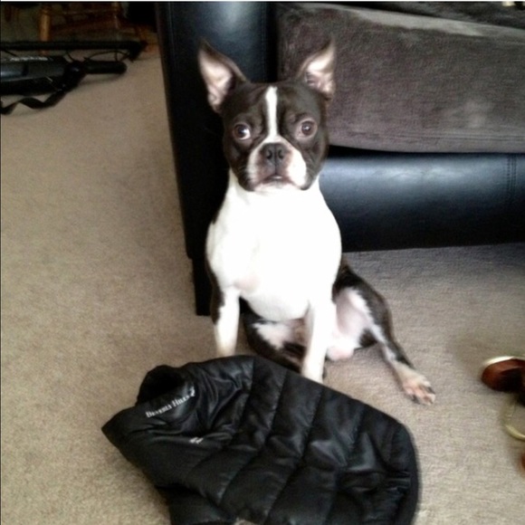 Dog Jacket