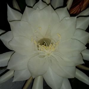 Meet your Posher, Xian