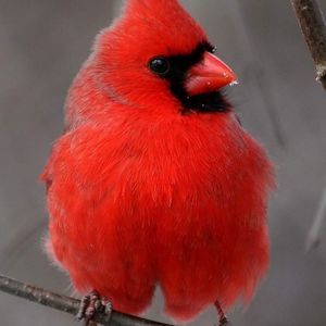 Meet your Posher, Carole