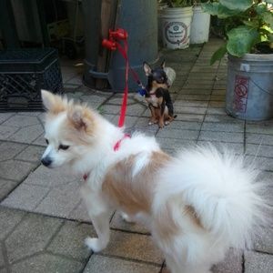 Meet your Posher, Joyce