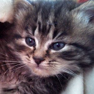 Meet your Posher, Diane