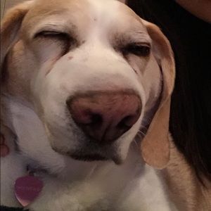 Meet your Posher, Sydney