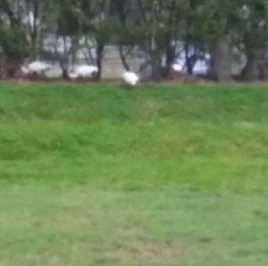 Meet your Posher, Anacelis